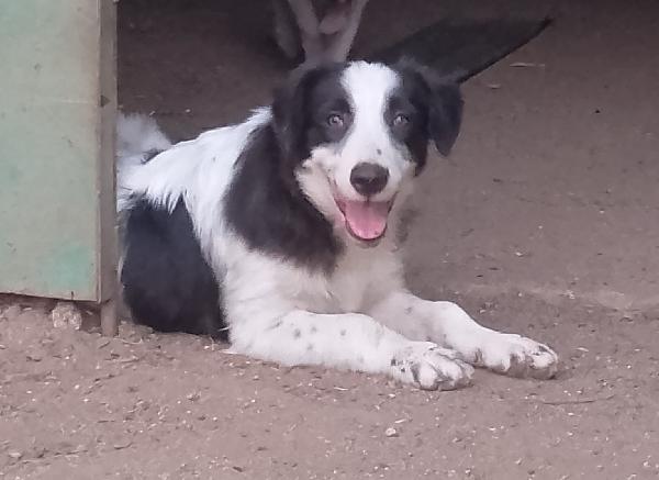 💔💔Numa, Cucciolo Orfano Di Amore E Di Speranza 🐾